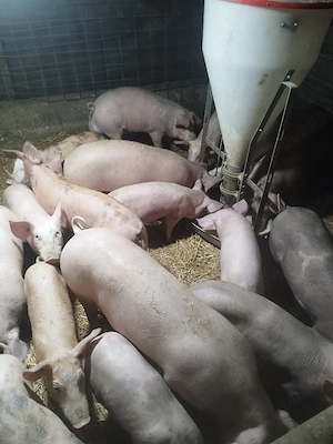 vând schimb purcei cu capre, viței sau vacă! - imagine 2