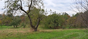 Vând teren + casă bătrânească + șură + anexe în Ocoliș, jud. Maramureș - imagine 2