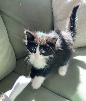 Siberiana de pădure 