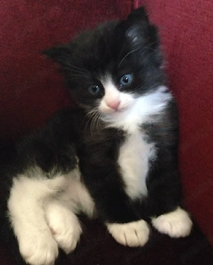 Maine Coon 