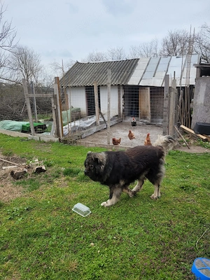 Casă solidă și primitoare (1500  mp teren, la 60 km de București - imagine 4