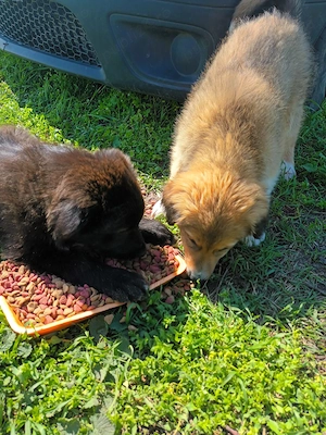 Donez căței talie mare 