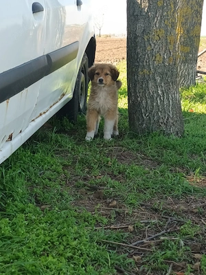 Donez căței talie mare  - imagine 2