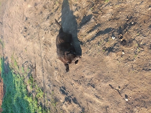 Donez căței talie mare  - imagine 5