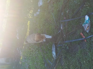 Donez căței talie mare  - imagine 3