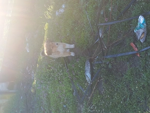 Donez căței talie mare  - imagine 4