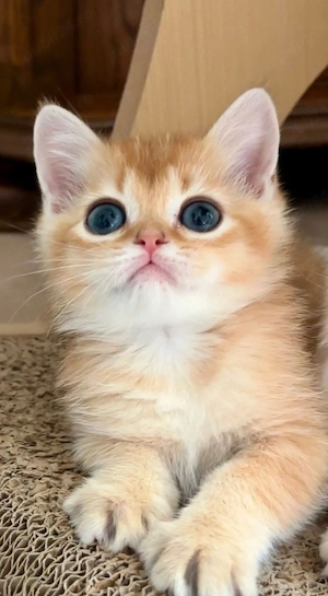 British  Orange  - imagine 4