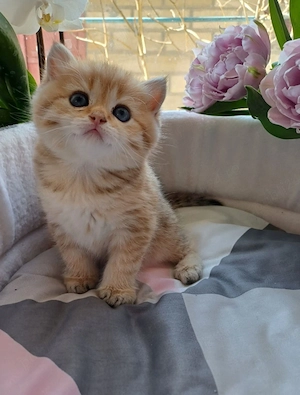 British  Orange  - imagine 3