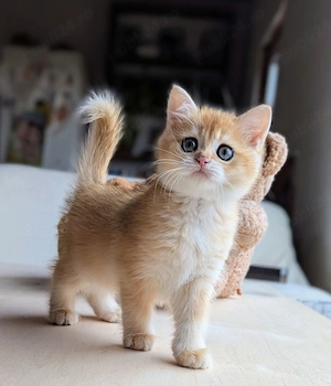 British  Orange  - imagine 2