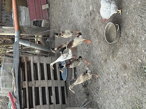 Vând rațe indiene  - imagine 4