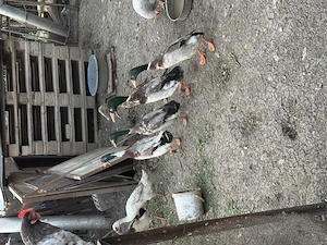 Vând rațe indiene  - imagine 3