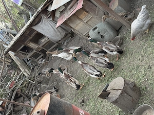 Vând rațe indiene  - imagine 2