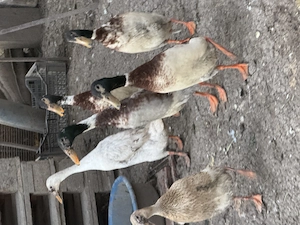 Vând rațe indiene  - imagine 5