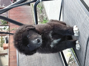 Vand catelusa ciobanesc corb