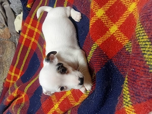 Pui Jack Russell terrier tricolori - imagine 4
