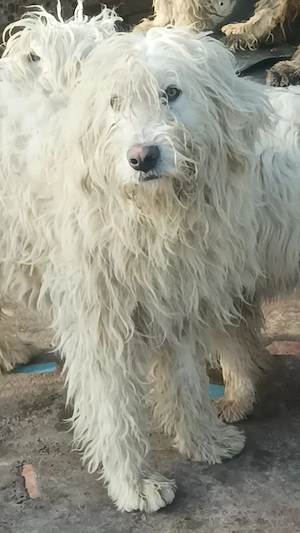  Ciobanesc Puiuti mioritic - imagine 2