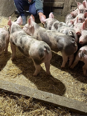 purcei pietrain! - imagine 4