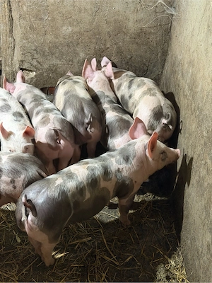 purcei pietrain! - imagine 2