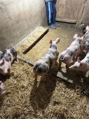 purcei pietrain! - imagine 5