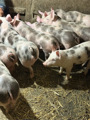 purcei pietrain! - imagine 3