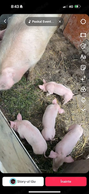 vand purcei frumosi  - imagine 2