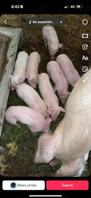 vand purcei frumosi  - imagine 3