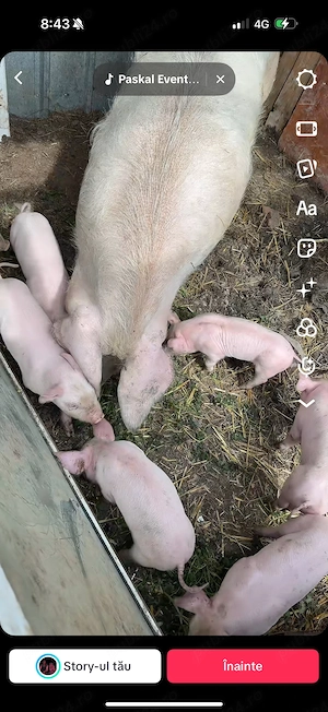 vand purcei frumosi  - imagine 4