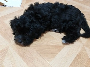 Câine bichon havanez 