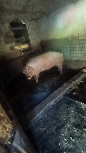 De vanzare - imagine 2