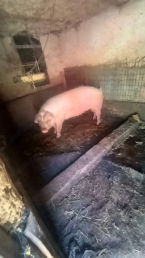 De vanzare - imagine 3