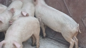 soldani 40kg  si 60-70kg - imagine 3