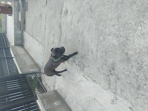 Donez câine  amstaff - imagine 2
