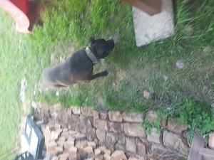 Donez câine  amstaff - imagine 4
