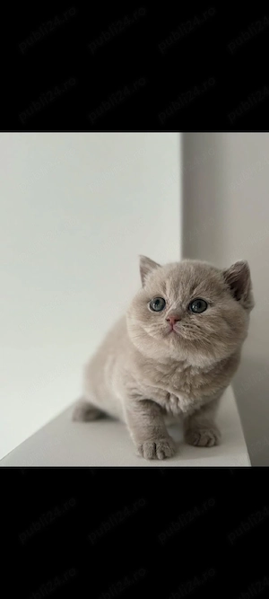 British lila!!!asiguram transport!!!