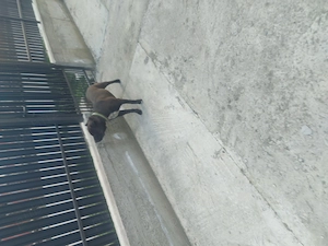 Donez câine  amstaff