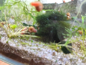 Melci asasini  si ramshorn  - imagine 2