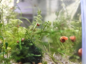 Melci asasini  si ramshorn  - imagine 3