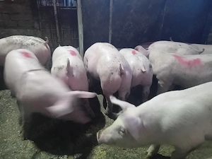 Grăsuni 38-50 kg - imagine 2