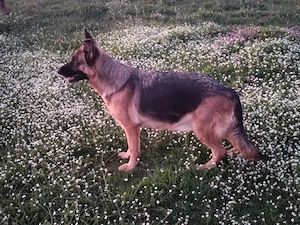 Catea Ciobanesc german 