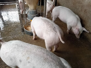 Grăsuni 38-50 kg - imagine 3