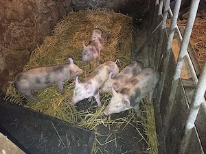 Vind purcei rasa petrean de 10 săptămâni preț 550 bucata 3 fetițe și 2 băieți castrați și deparazita - imagine 2