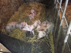 Vind purcei rasa petrean de 10 săptămâni preț 550 bucata 3 fetițe și 2 băieți castrați și deparazita