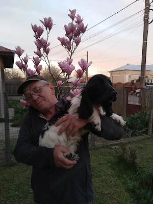 cățel coker spaniel  - imagine 2