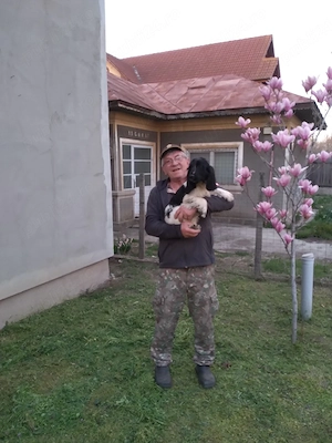 cățel coker spaniel 