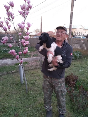 cățel coker spaniel  - imagine 3