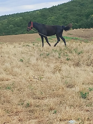 Mânză neagra de vânzare 