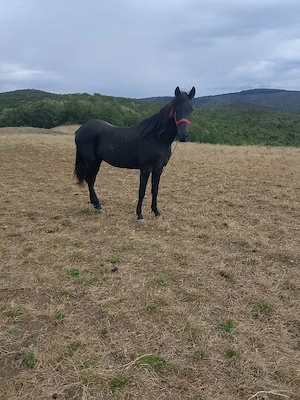 Mânză neagra de vânzare  - imagine 2