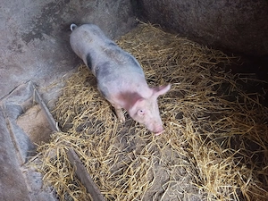 Vind purcea rasa petrean  bună pentru reproducție circa 70 kg . preț negociabil! - imagine 2