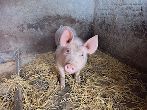 Vind purcea rasa petrean  bună pentru reproducție circa 70 kg . preț negociabil!