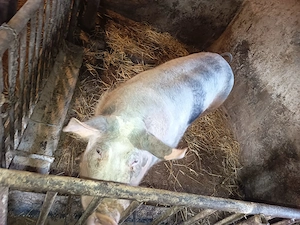 Vind vier rasa petrean 1,6  luni circa 200 kg preț la vedere! - imagine 2